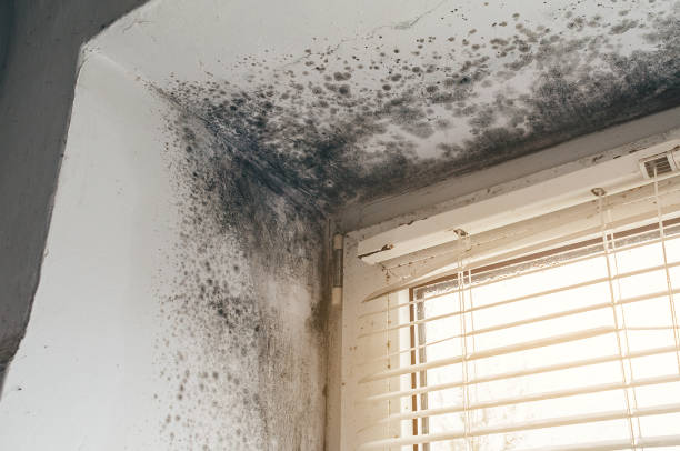 Affordable Mold Removal solutions in Fairview, OR